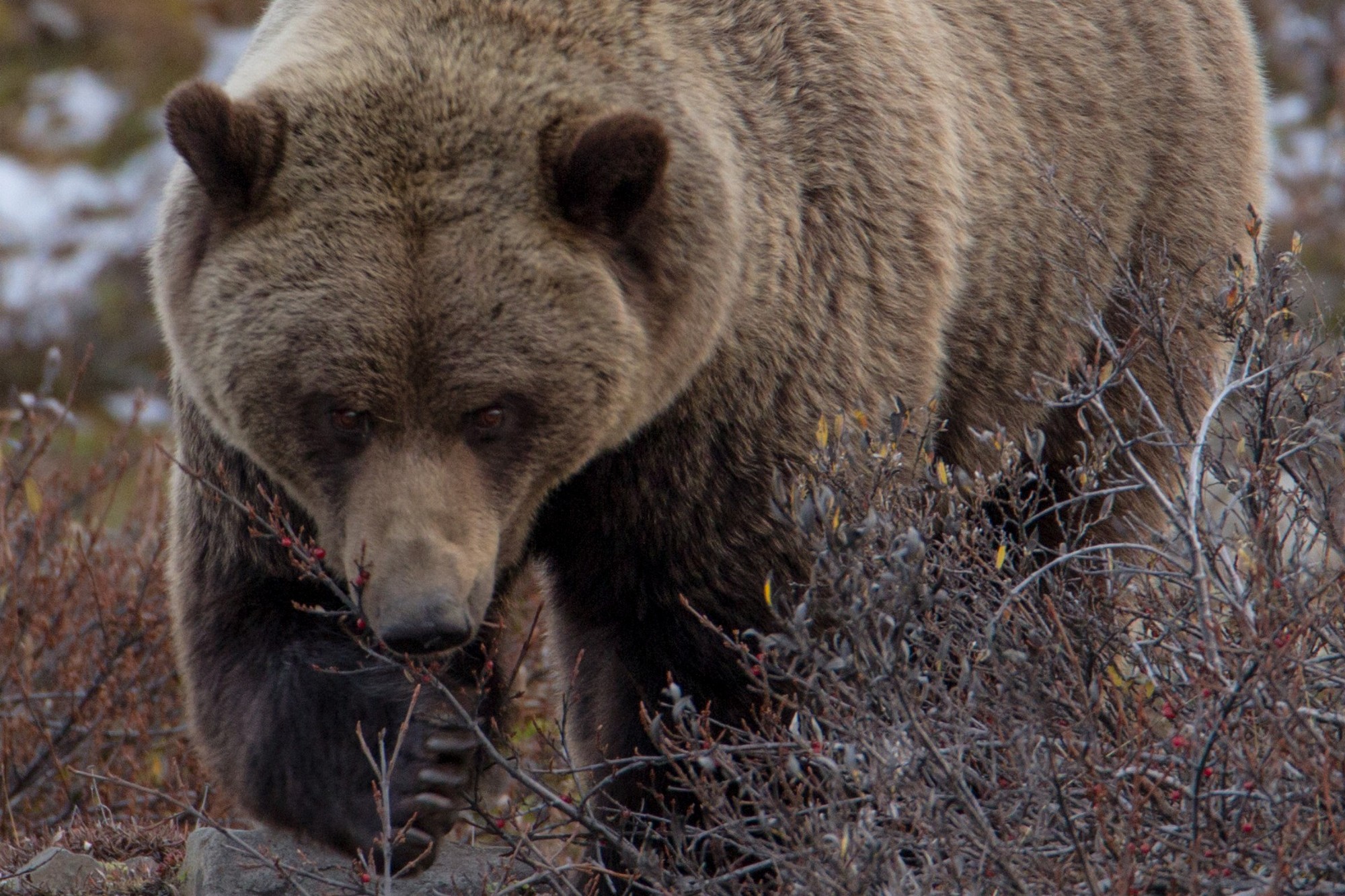 Bear eating berries and looking at the reader
