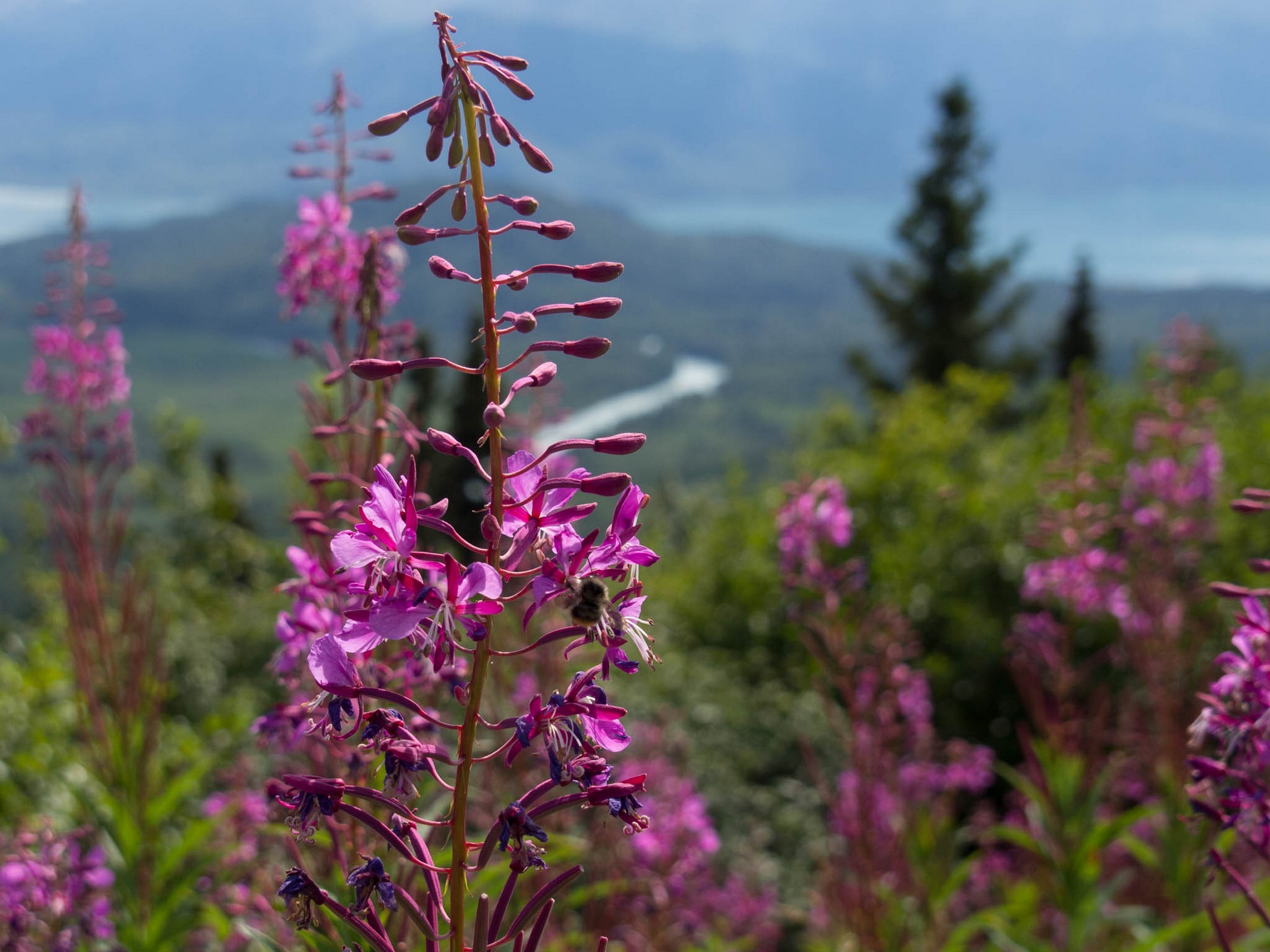 Fireweed in full bloom