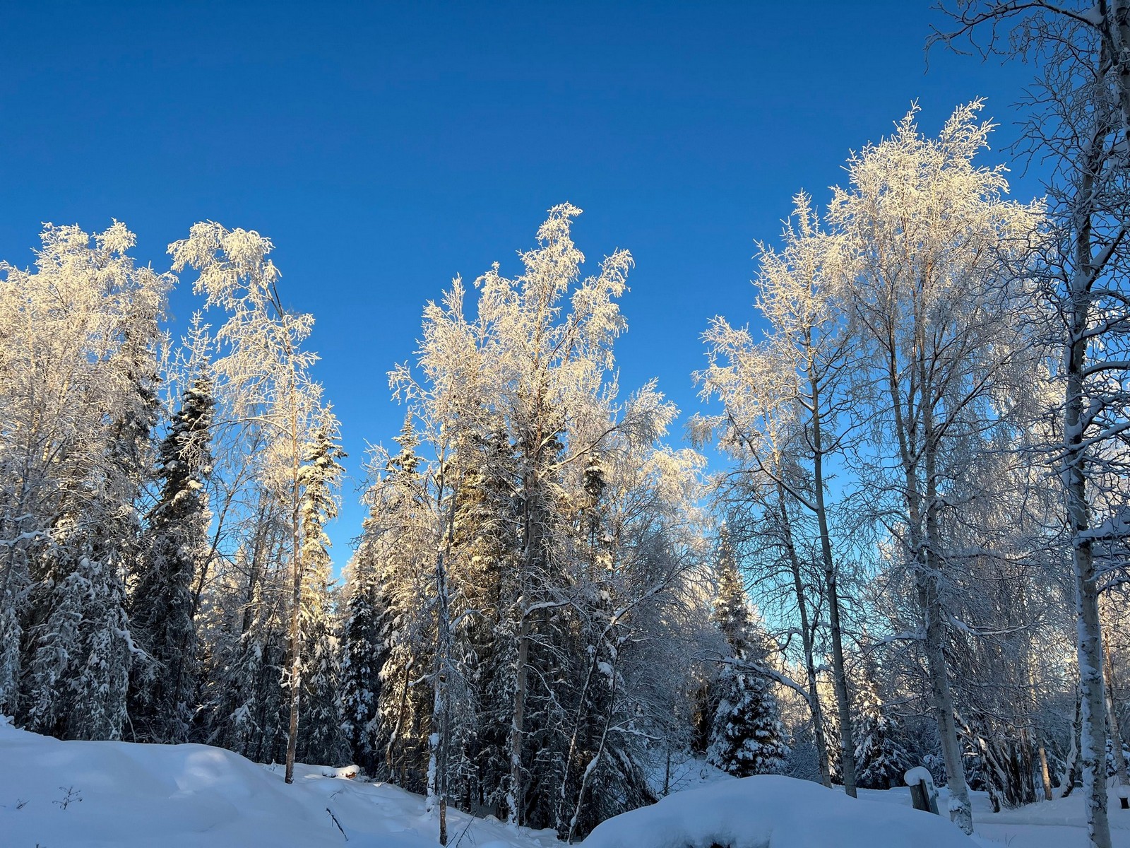 Birch trees covered in hoar frost